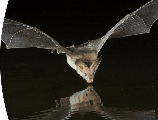 Menacing looking bat in flight.