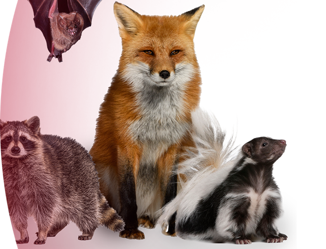 Photo illustration of a common raccoon, bat, fox, and skunk.