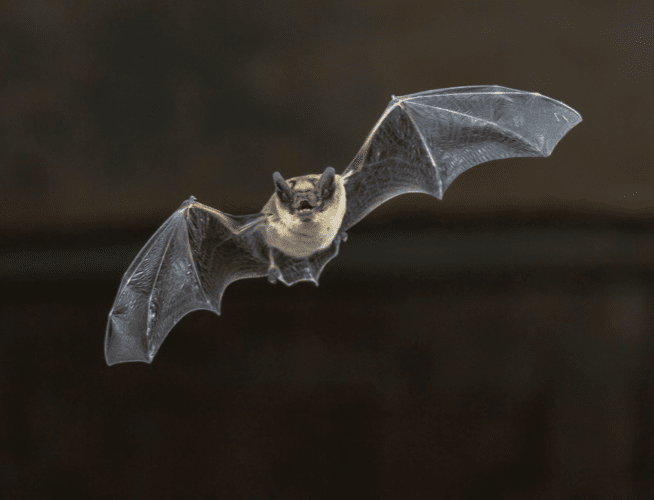 Menacing looking bat in flight