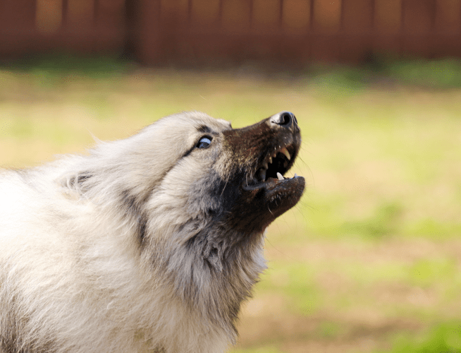 Profile image of a domestic dog baring its teeth
