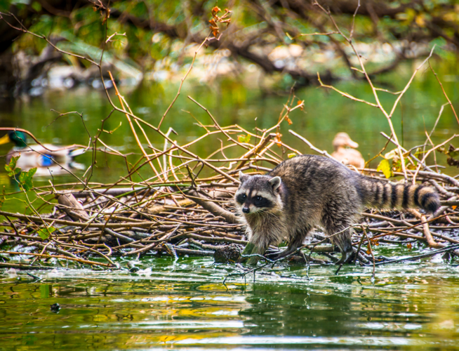 Wildlife shot of raccoon by a freshwater stream.