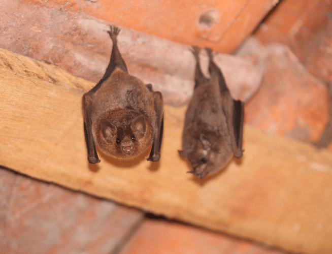 2 bats roosting in an attic